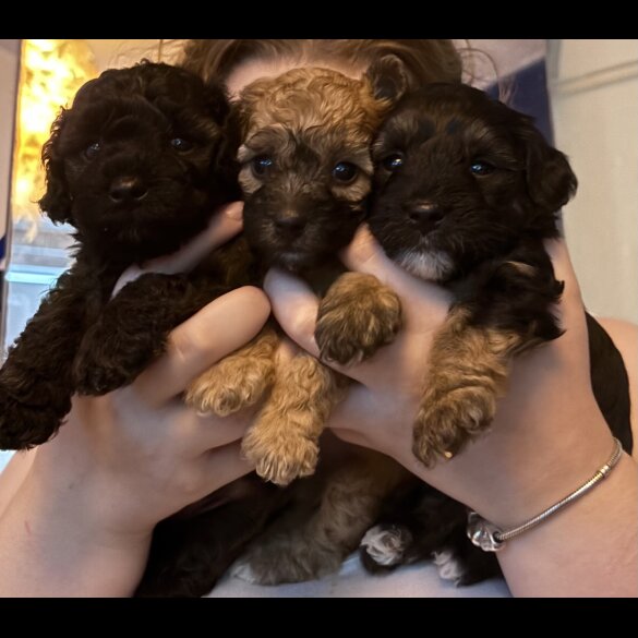 Yorkiepoo - Both