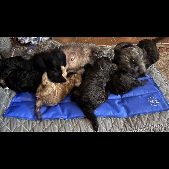 Yorkiepoo - Both