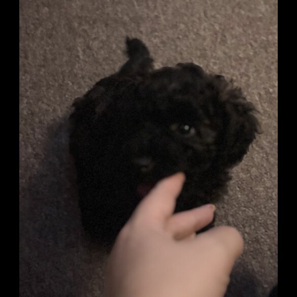 Yorkiepoo - Both