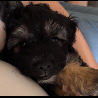 Yorkiepoo - Both