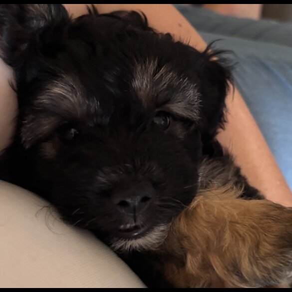 Yorkiepoo - Both