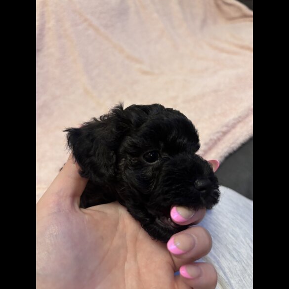 Yorkiepoo - Both