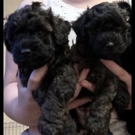 Yorkiepoo - Both