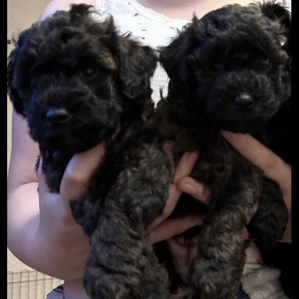 Yorkiepoo - Both