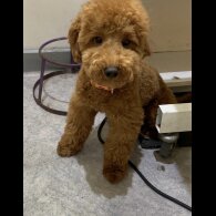 Yorkiepoo - Both