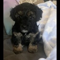Yorkiepoo - Both