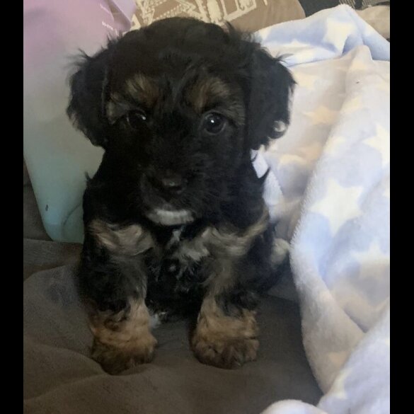 Yorkiepoo - Both
