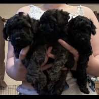 Yorkiepoo - Both