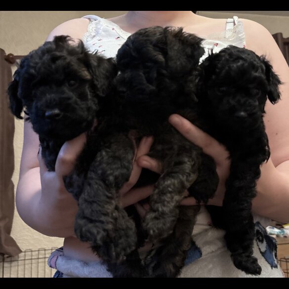 Yorkiepoo - Both