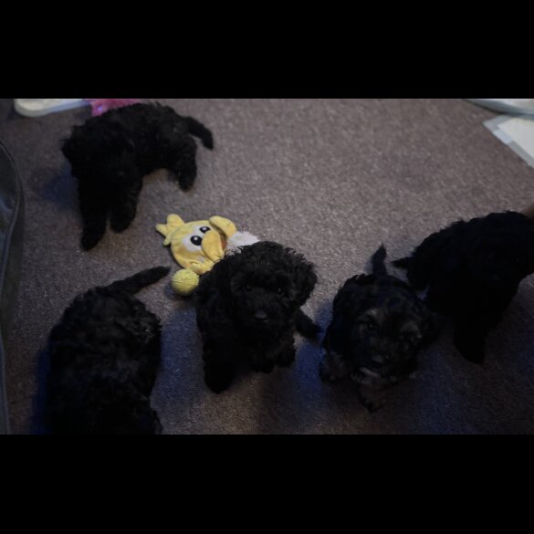 Yorkiepoo - Both