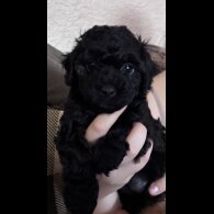 Yorkiepoo - Both