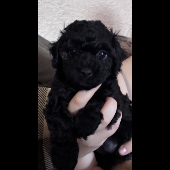 Yorkiepoo - Both