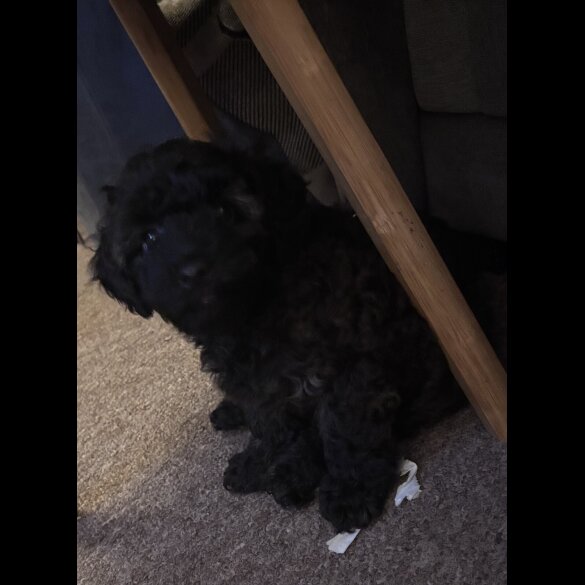 Yorkiepoo - Both