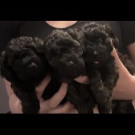 Yorkiepoo - Both