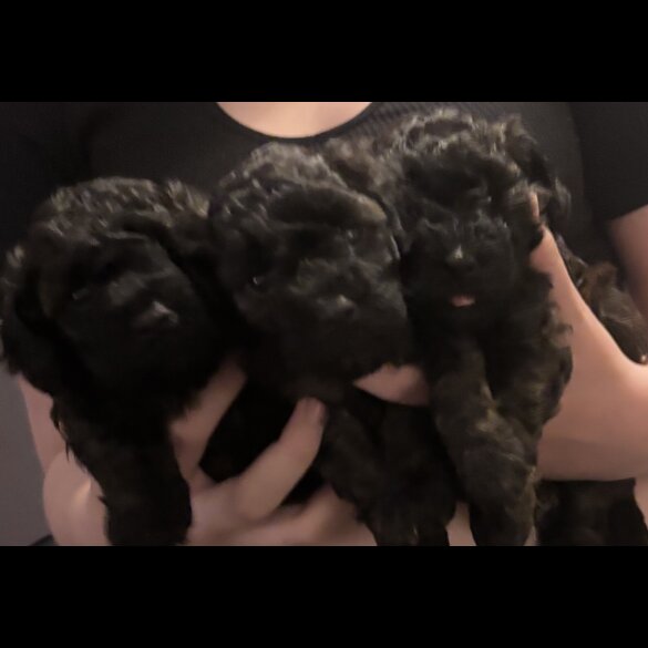 Yorkiepoo - Both