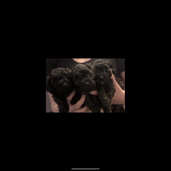 Yorkiepoo - Both