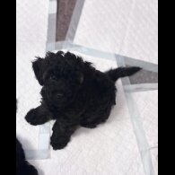 Yorkiepoo - Both