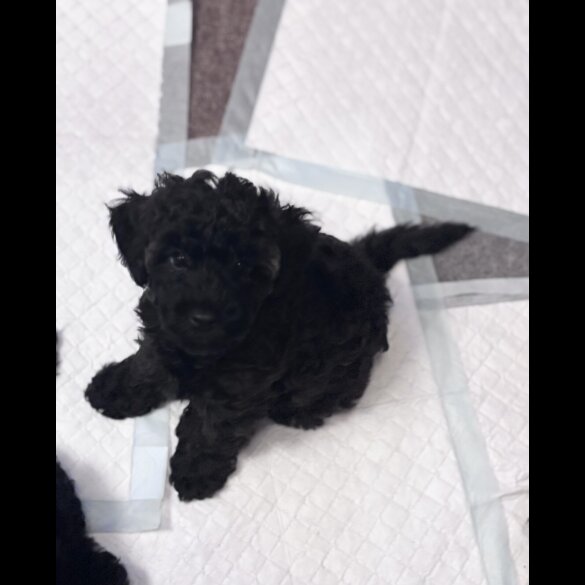 Yorkiepoo - Both