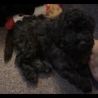 Yorkiepoo - Both