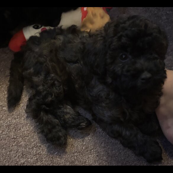 Yorkiepoo - Both