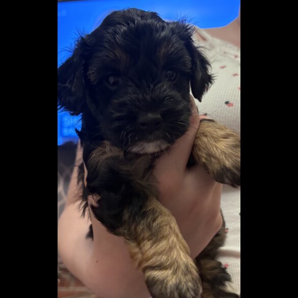 Yorkiepoo - Both