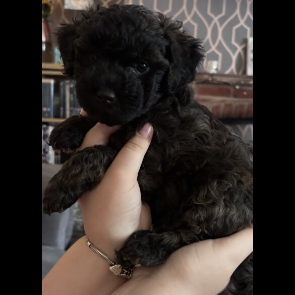 Yorkiepoo - Both