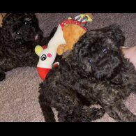 Yorkiepoo - Both