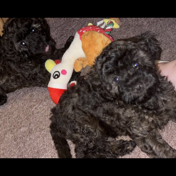 Yorkiepoo - Both