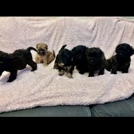 Yorkiepoo - Both