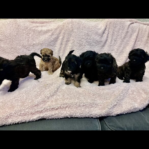 Yorkiepoo - Both