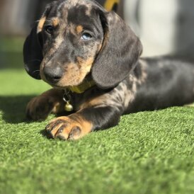 Dachshund (Standard &amp; Miniature) - Dogs
