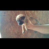 Belgian Shepherd Dog (Tervuren) - Both
