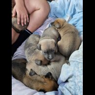Belgian Shepherd Dog (Tervuren) - Both
