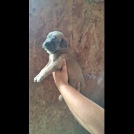 Belgian Shepherd Dog (Tervuren) - Both