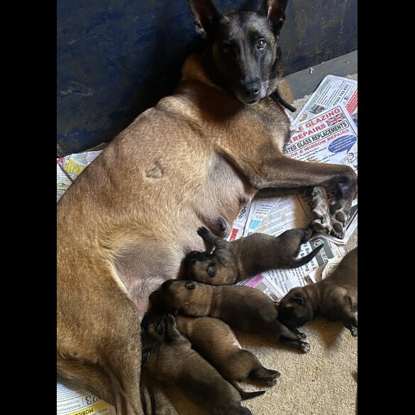 Belgian Shepherd Dog (Tervuren) - Both