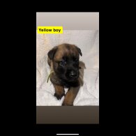 Belgian Shepherd Dog (Tervuren) - Both