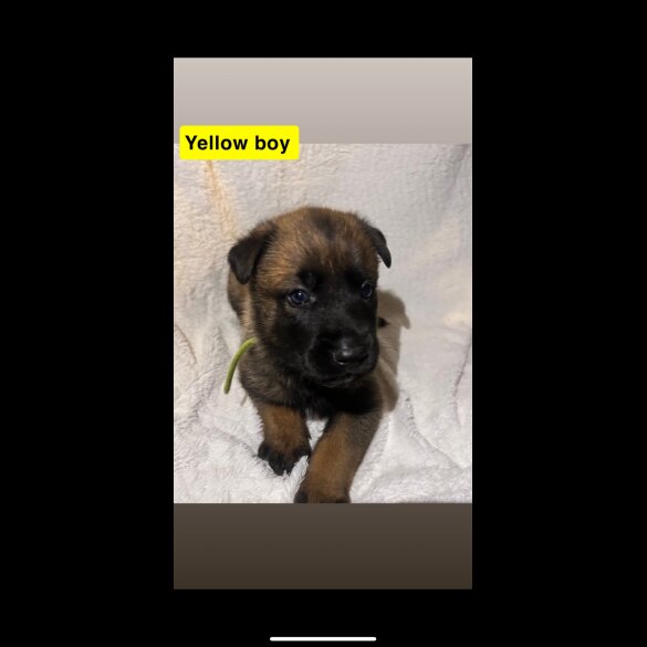 Belgian Shepherd Dog (Tervuren) - Both