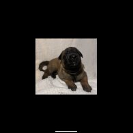 Belgian Shepherd Dog (Tervuren) - Both