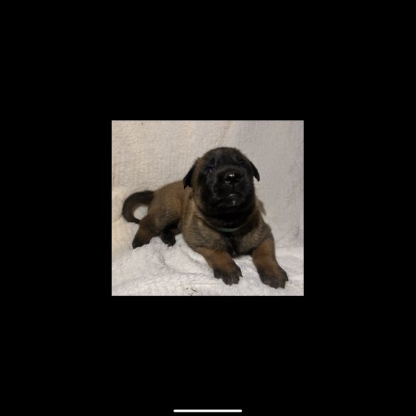 Belgian Shepherd Dog (Tervuren) - Both