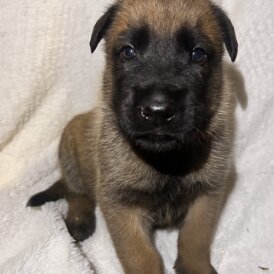 Belgian Shepherd Dog (Tervuren) - Both