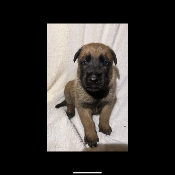 Belgian Shepherd Dog (Tervuren) - Both