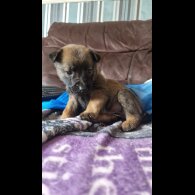Belgian Shepherd Dog (Groenendael) - Both