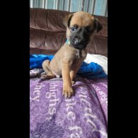 Belgian Shepherd Dog (Groenendael) - Both