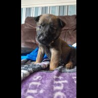 Belgian Shepherd Dog (Groenendael) - Both