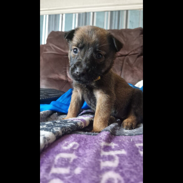 Belgian Shepherd Dog (Groenendael) - Both