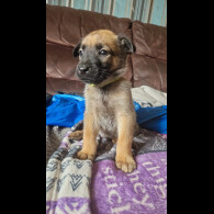 Belgian Shepherd Dog (Groenendael) - Both