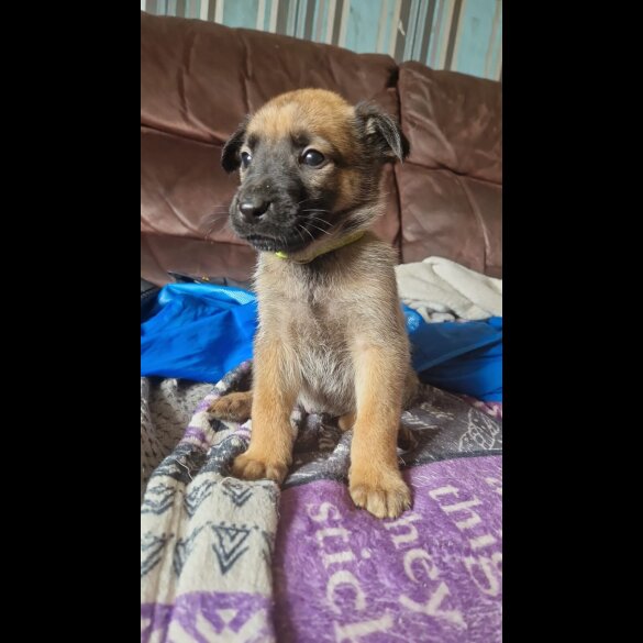 Belgian Shepherd Dog (Groenendael) - Both