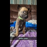 Belgian Shepherd Dog (Groenendael) - Both