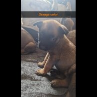 Belgian Shepherd Dog (Groenendael) - Both
