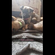 Belgian Shepherd Dog (Groenendael) - Both